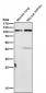 Anti-UBE3A Monoclonal Antibody